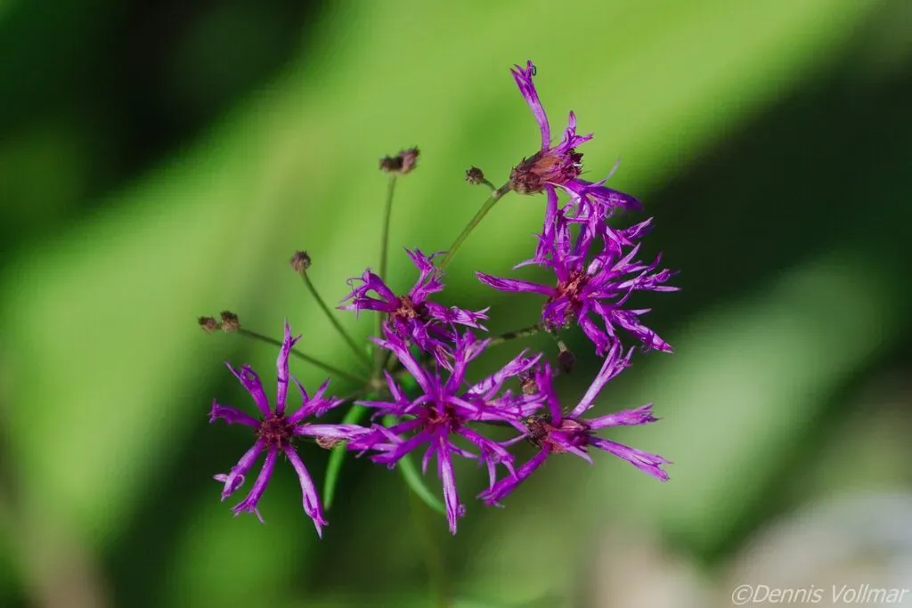 Narrowleaf Ironweed