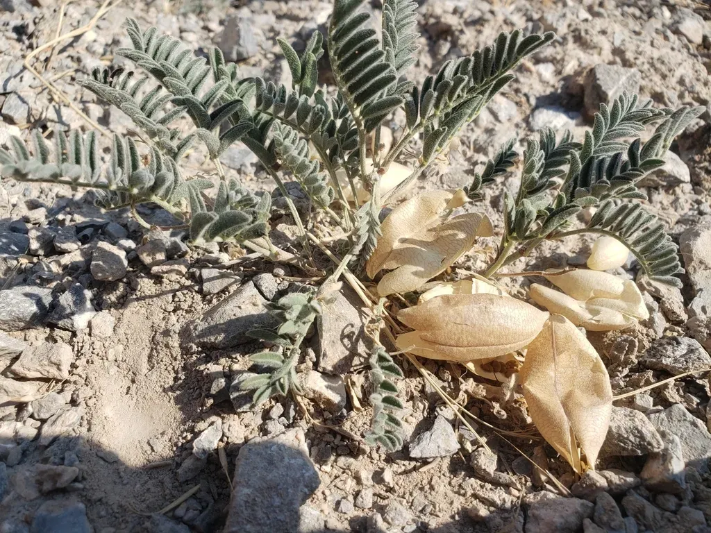 Lemhi Milkvetch