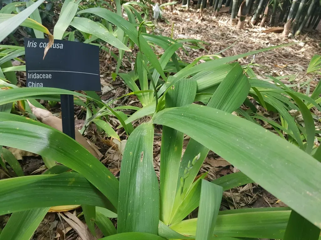 Bamboo Iris