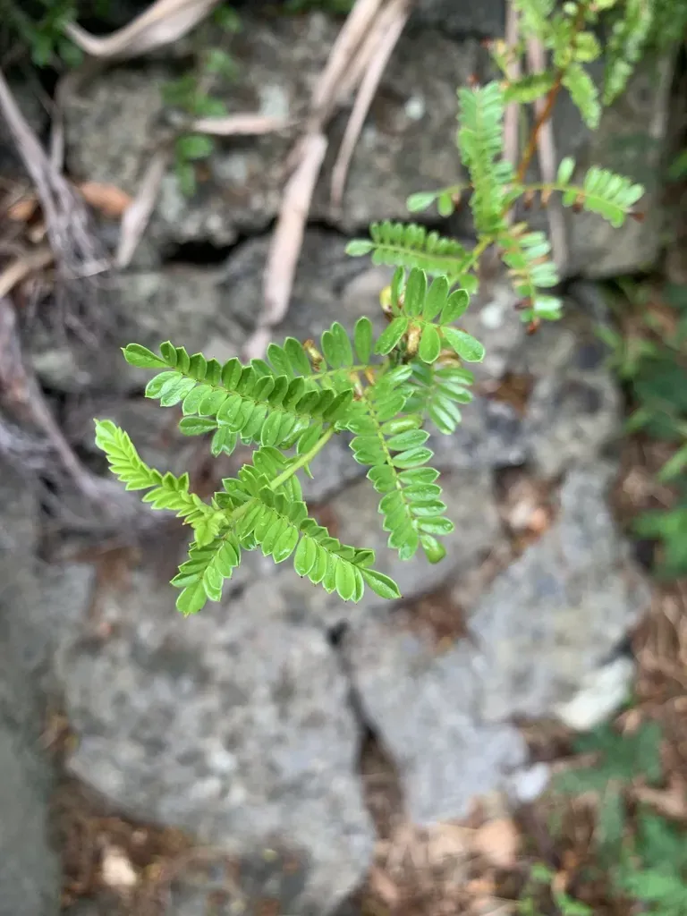 Osteomeles Schwerinae