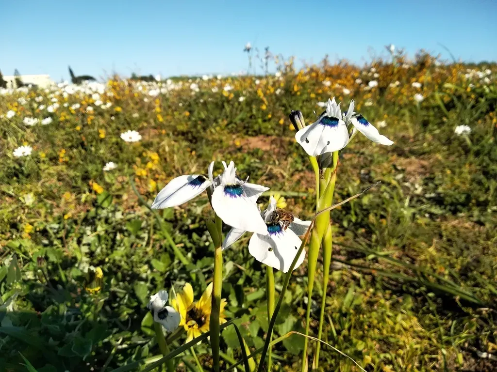 Blue-eyed Moraea