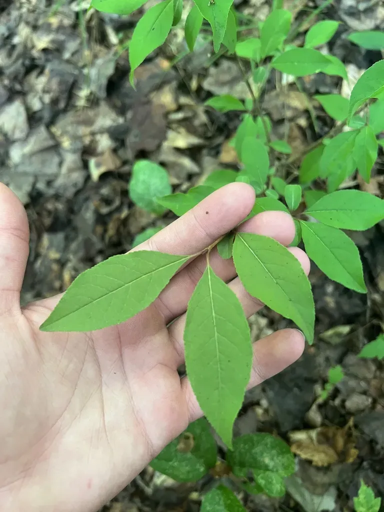 Streambank St. John's-wort