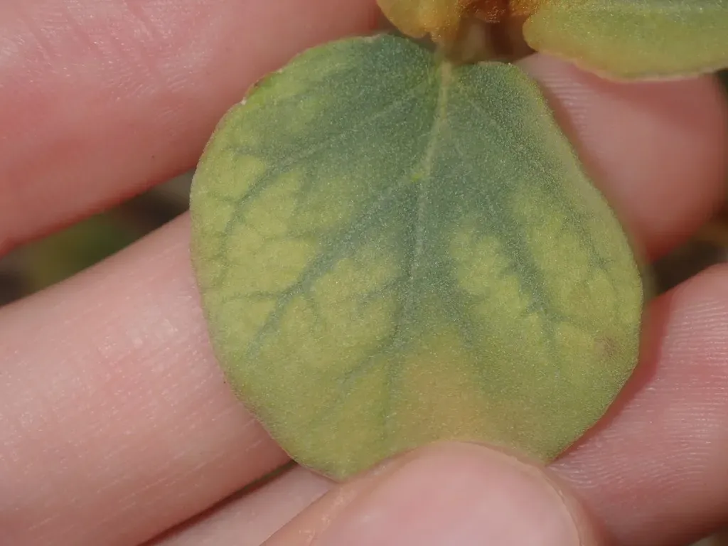 Round-leaved Solanum