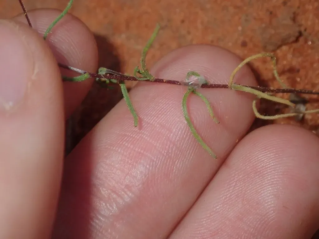 Thiseltonia Gracillima