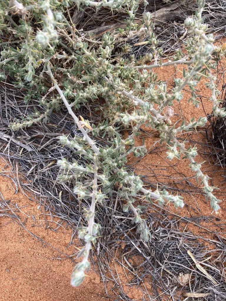 Sclerolaena Deserticola