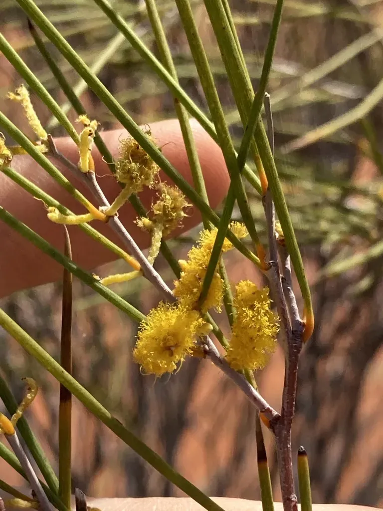 Burkitt's Wattle