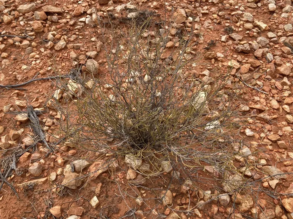 Eremophila Homoplastica
