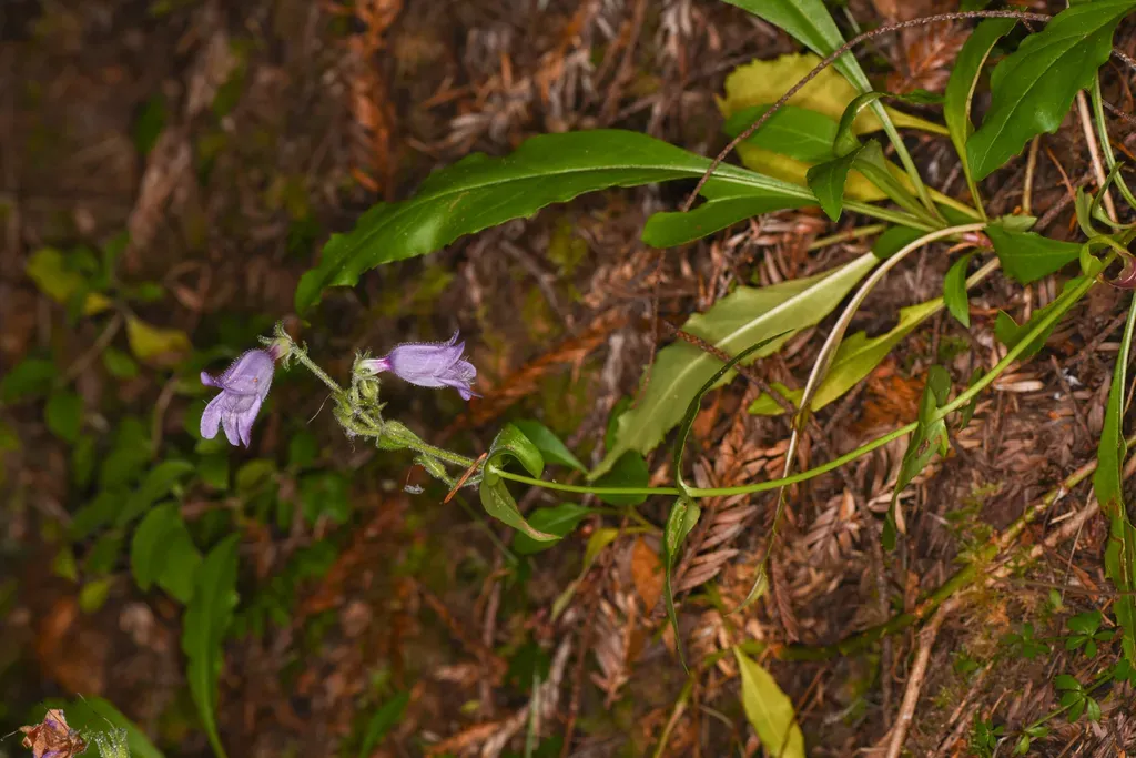 Rattan's Beardtongue