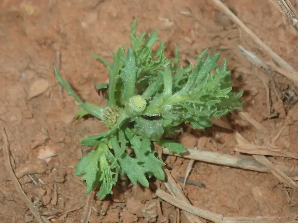 Centipeda Crateriformis