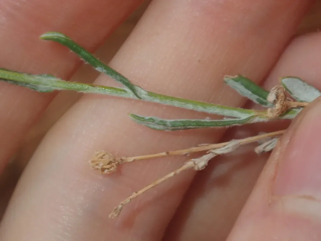 Rutidosis Helichrysoides