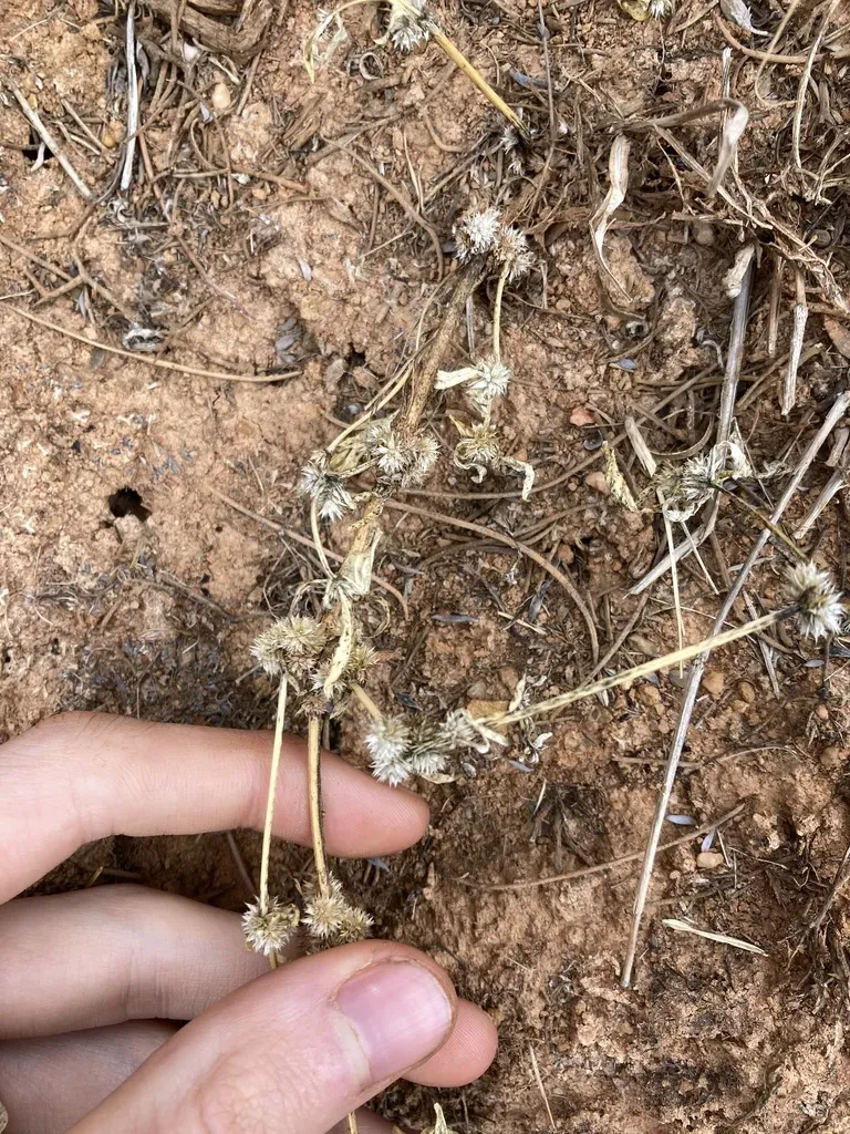 Alternanthera Angustifolia