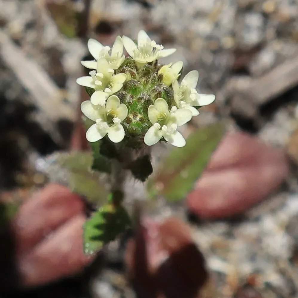Phyllopodium Cordatum
