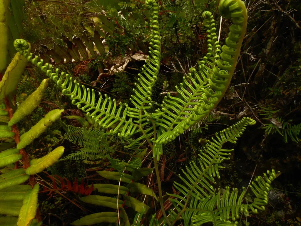 Coral Fern
