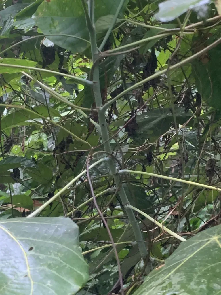 Macaranga Griffithiana