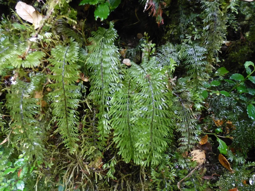 Hymenophyllum Pectinatum