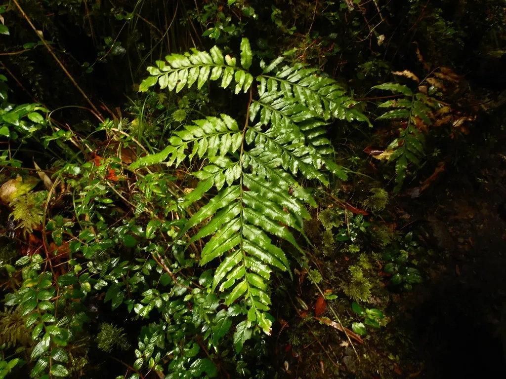 Pteris Semiadnata