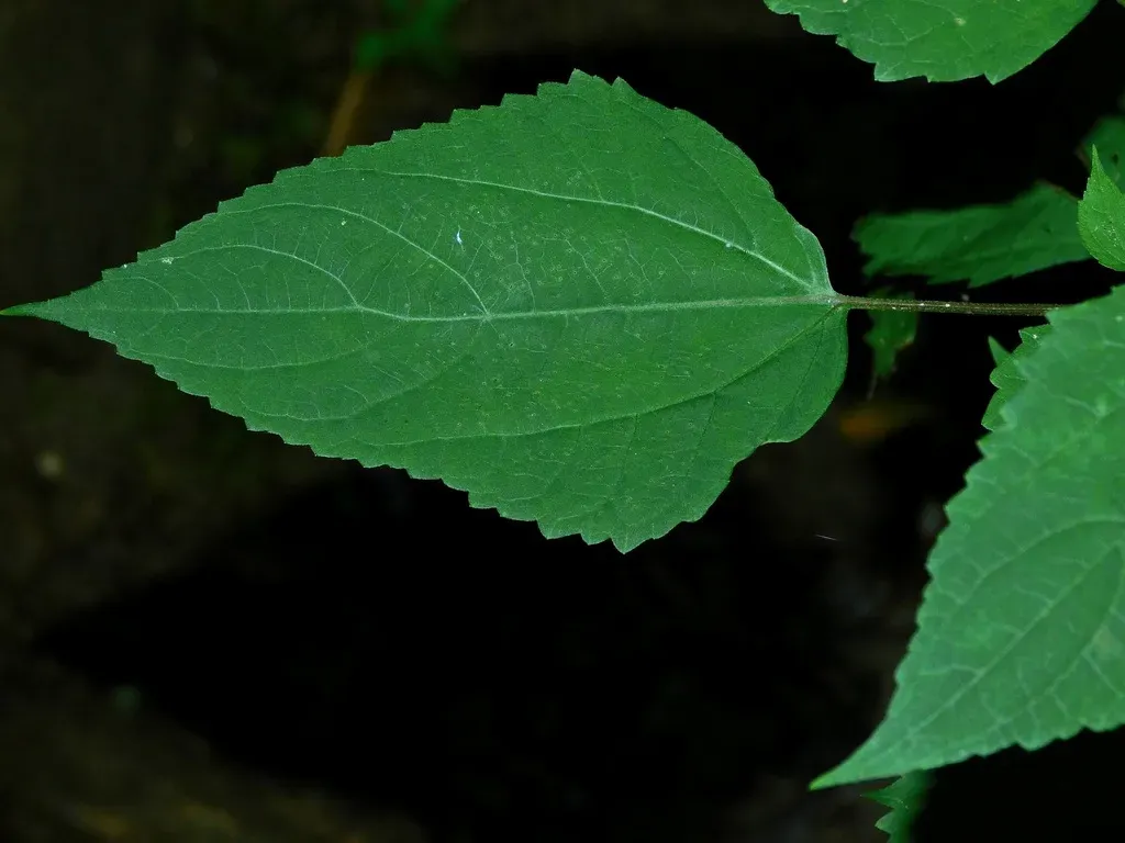 Appalachian White Snakeroot