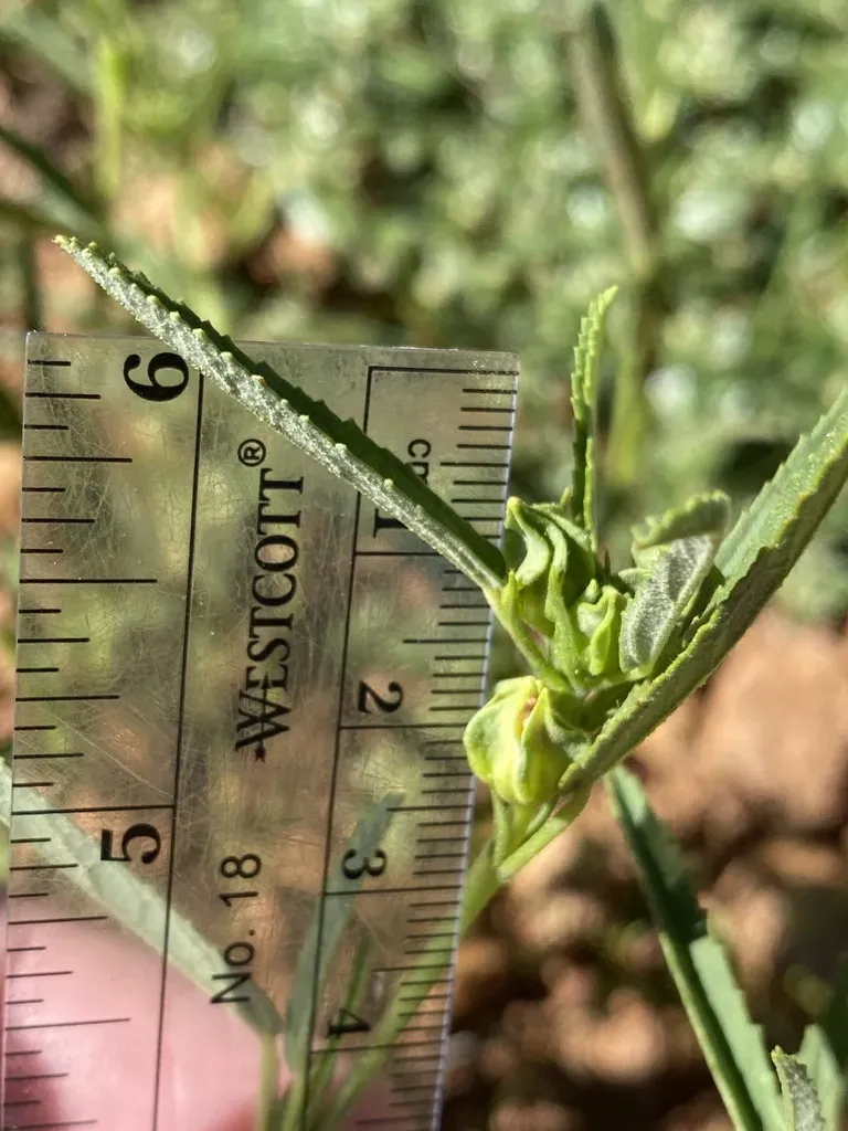 New Mexico Fanpetals