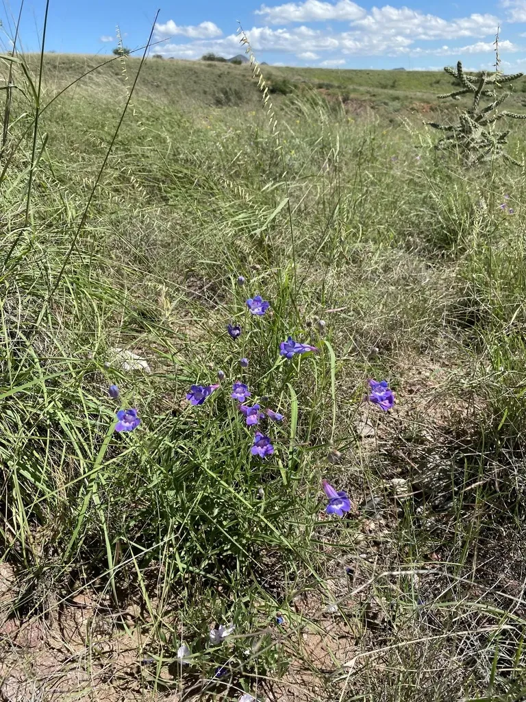 Cochise Beardtongue