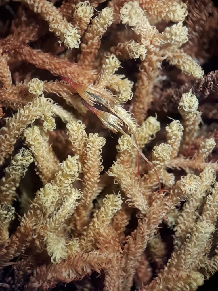 Macromitrium Gracile