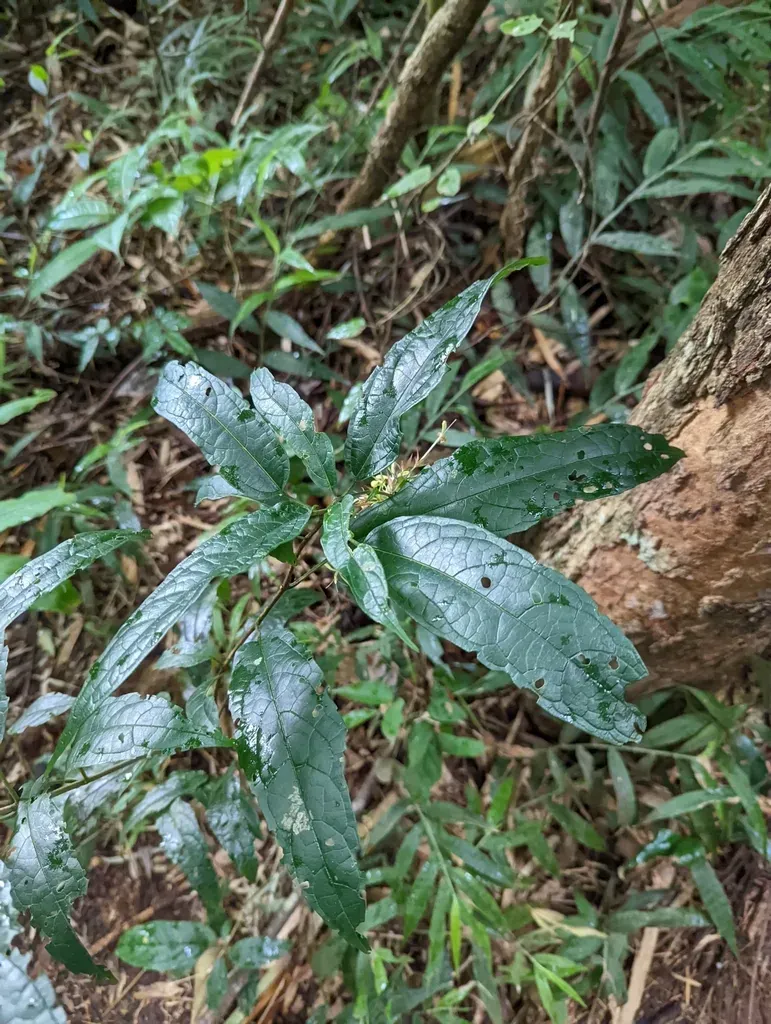 Clerodendrum Garrettianum