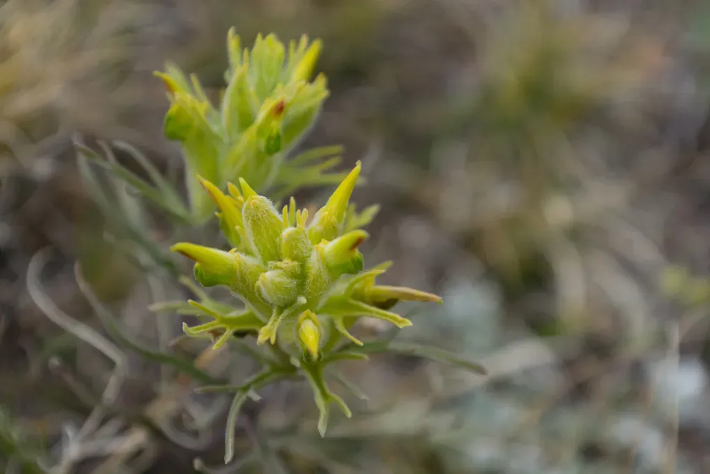 Shortflower Indian Paintbrush