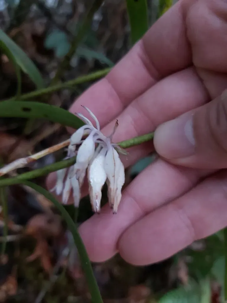 Burmannia Longifolia