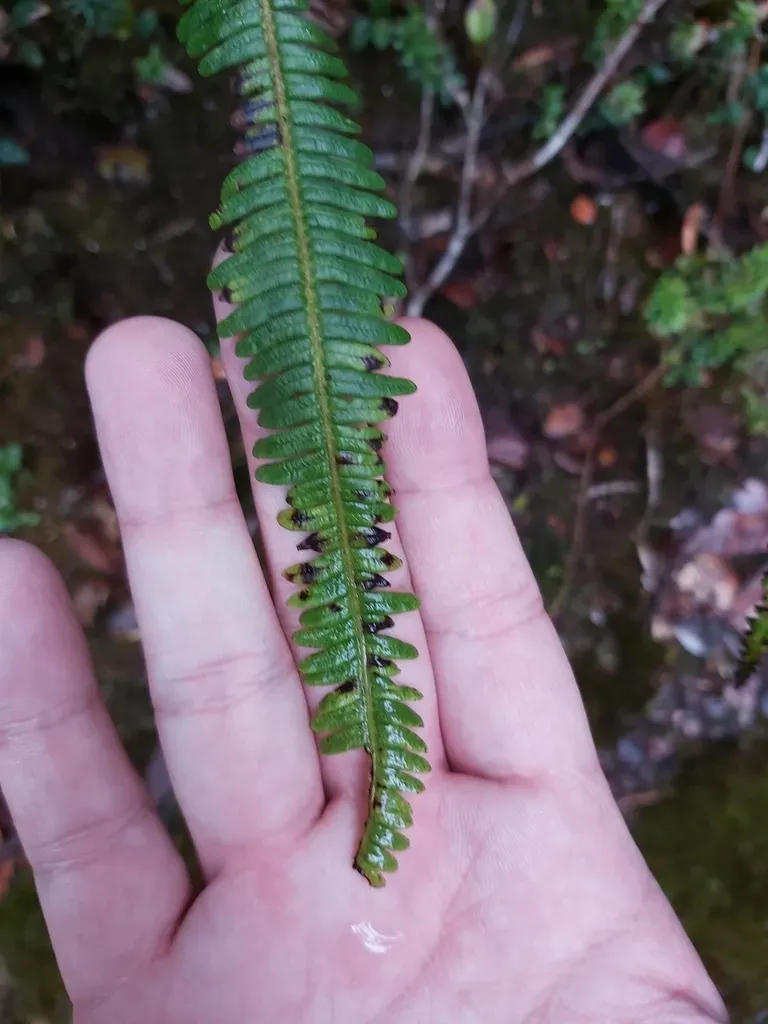 Dicranopteris Clemensiae