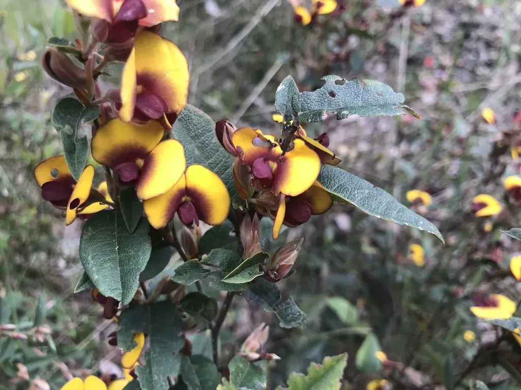 Broad Leaved Brown Pea