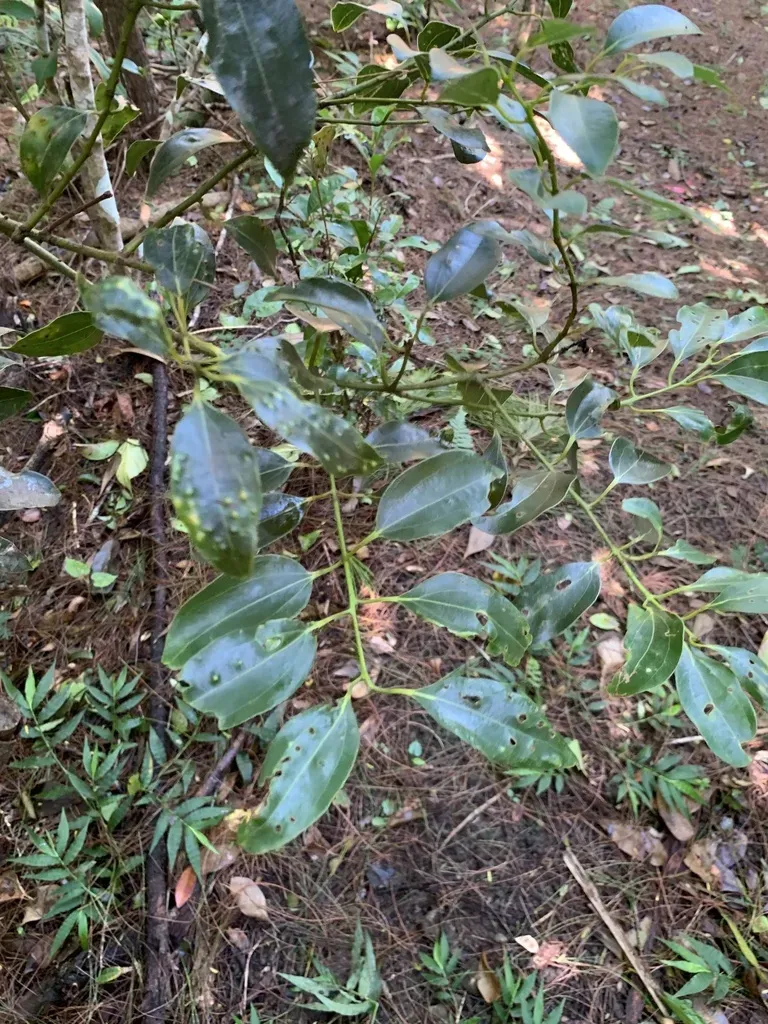 Cinnamomum Pseudopedunculatum