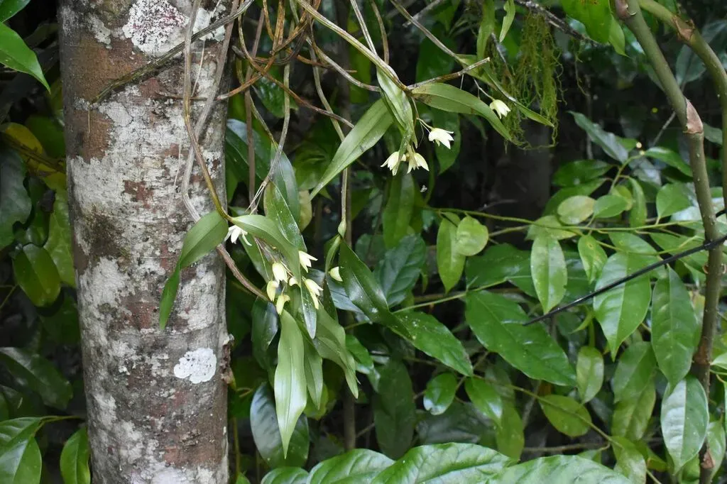 Slender Cane Orchid