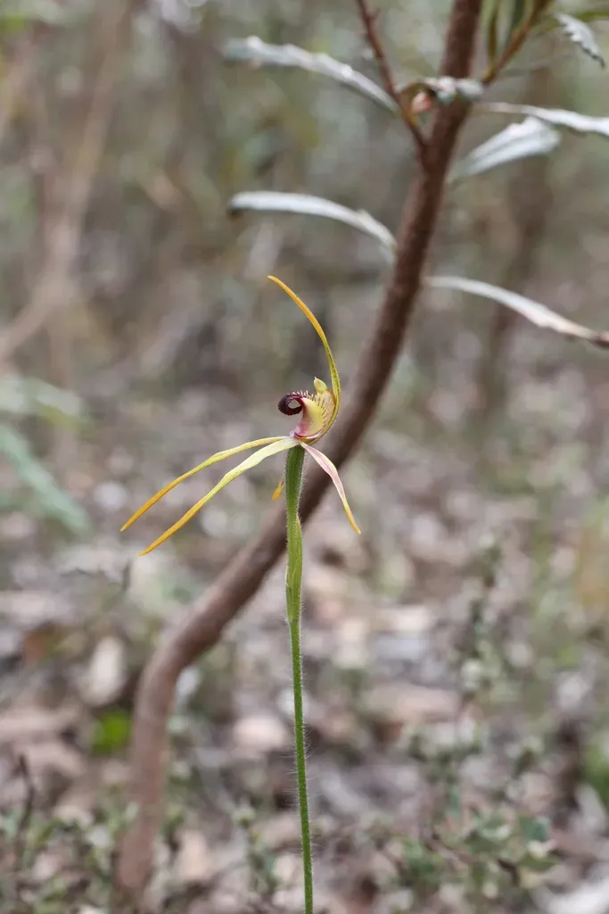 Clubbed Spider Orchid