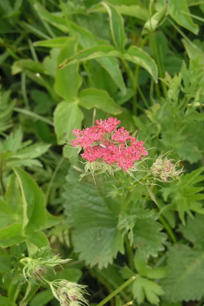 Chaerophyllum Roseum