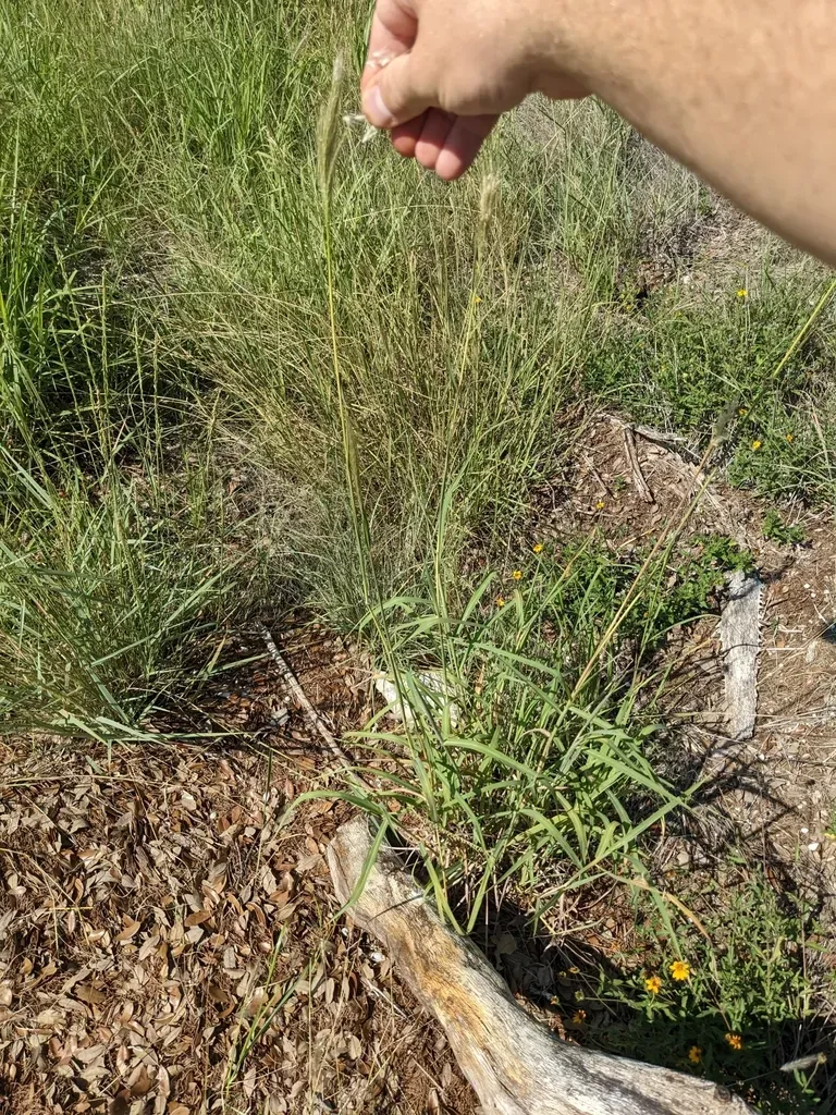 Bothriochloa Hybrida