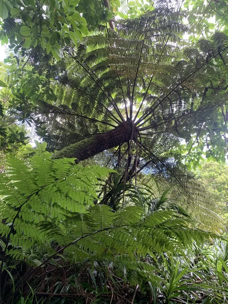 Sphaeropteris Mertensiana