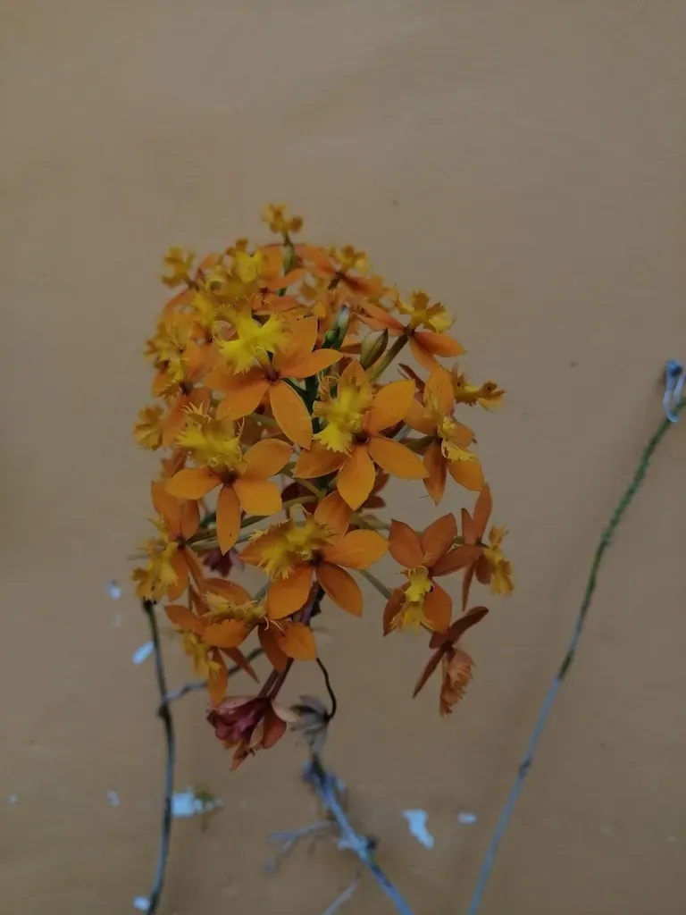 O'brien's Star Orchid