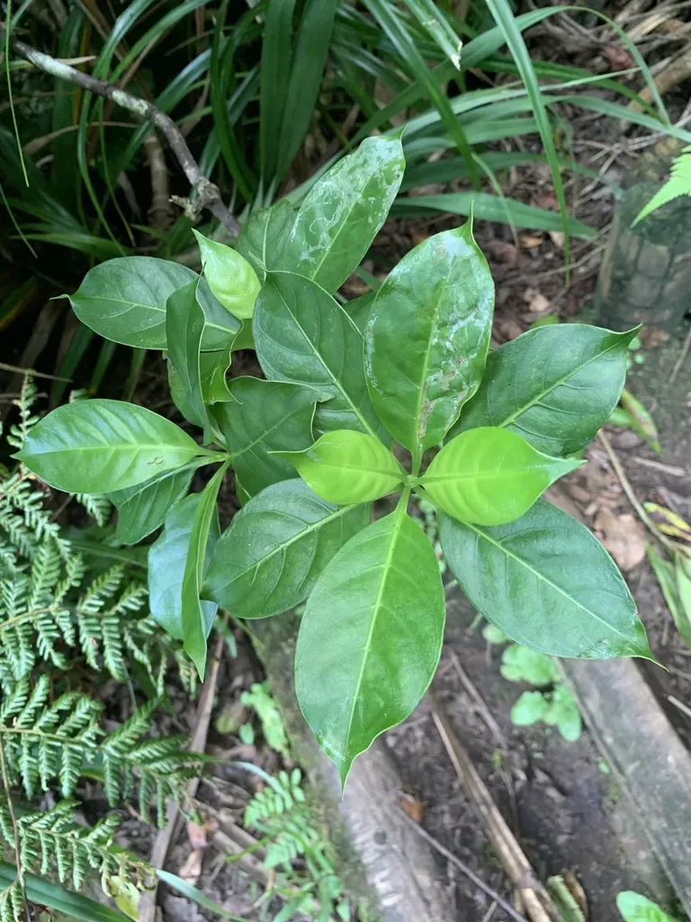Psychotria Homalosperma