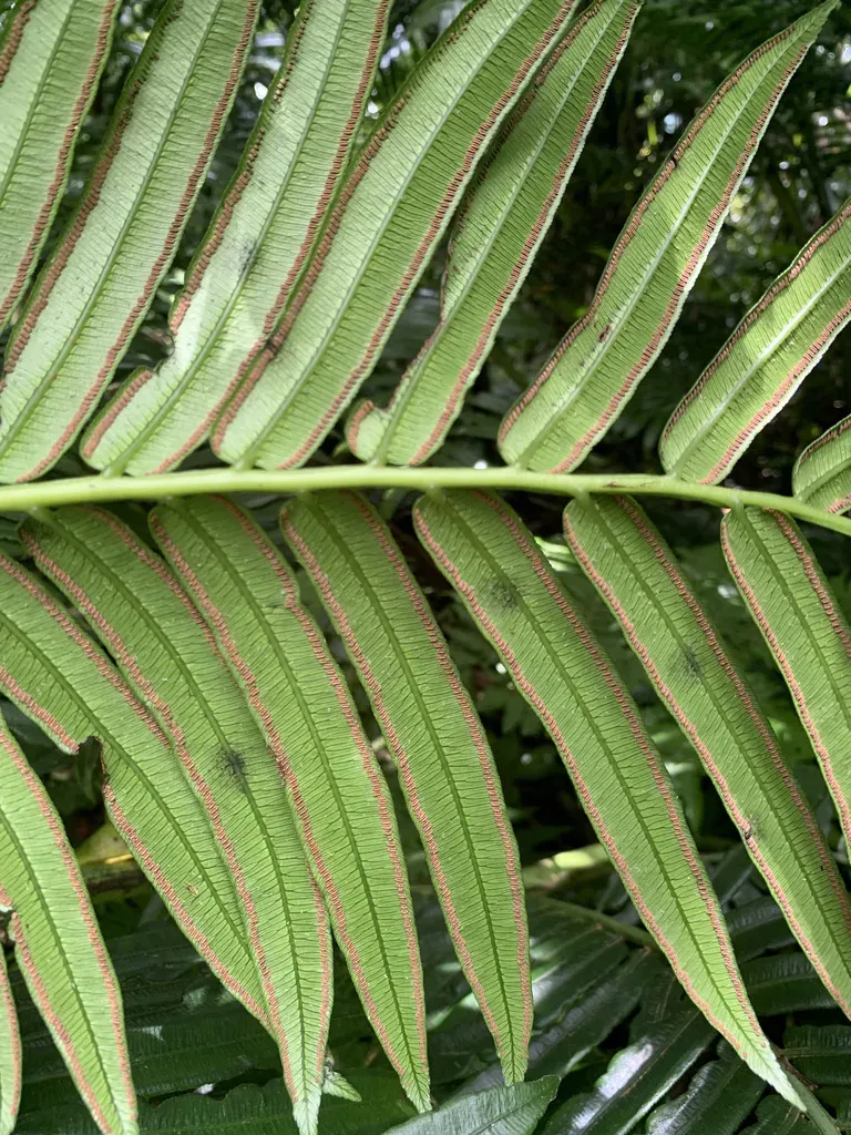 Angiopteris Boninensis
