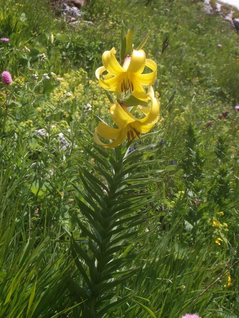 Lilium Kesselringianum