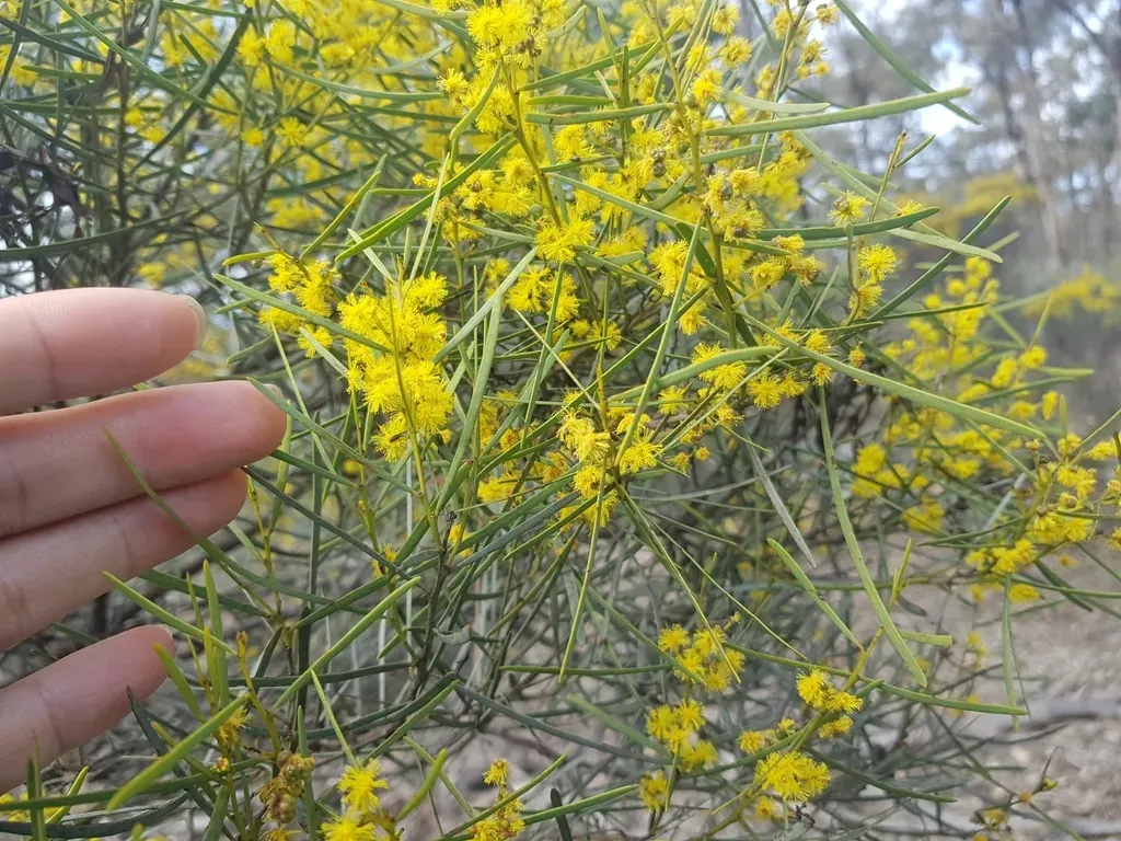 Hakea-leaved Wattle