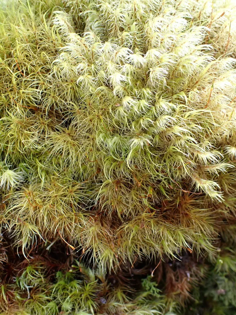 Dicranoloma Robustum