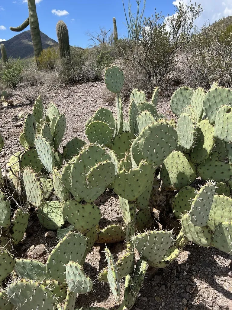 Opuntia Discata