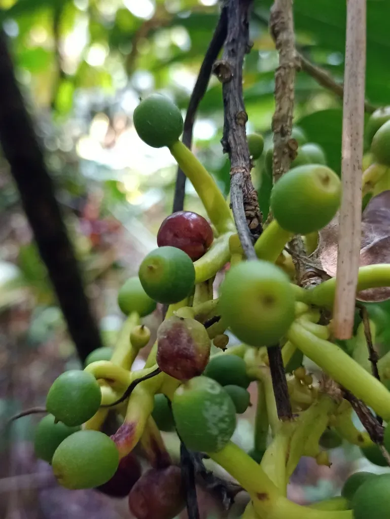 Sorocea Trophoides
