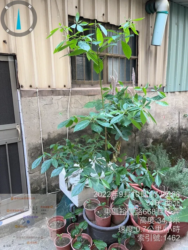 Terminalia Calamansanai