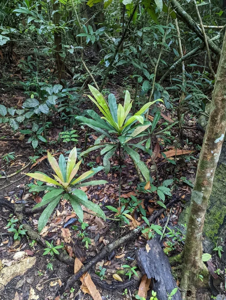 Ancistrocladus Tectorius