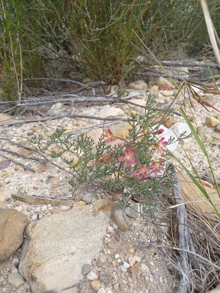 Pelargonium Anethifolium