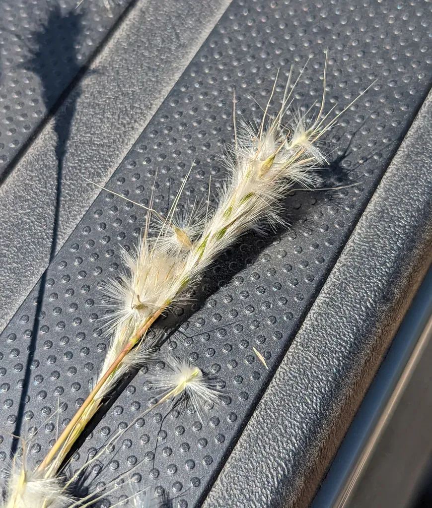Springfield's Beardgrass