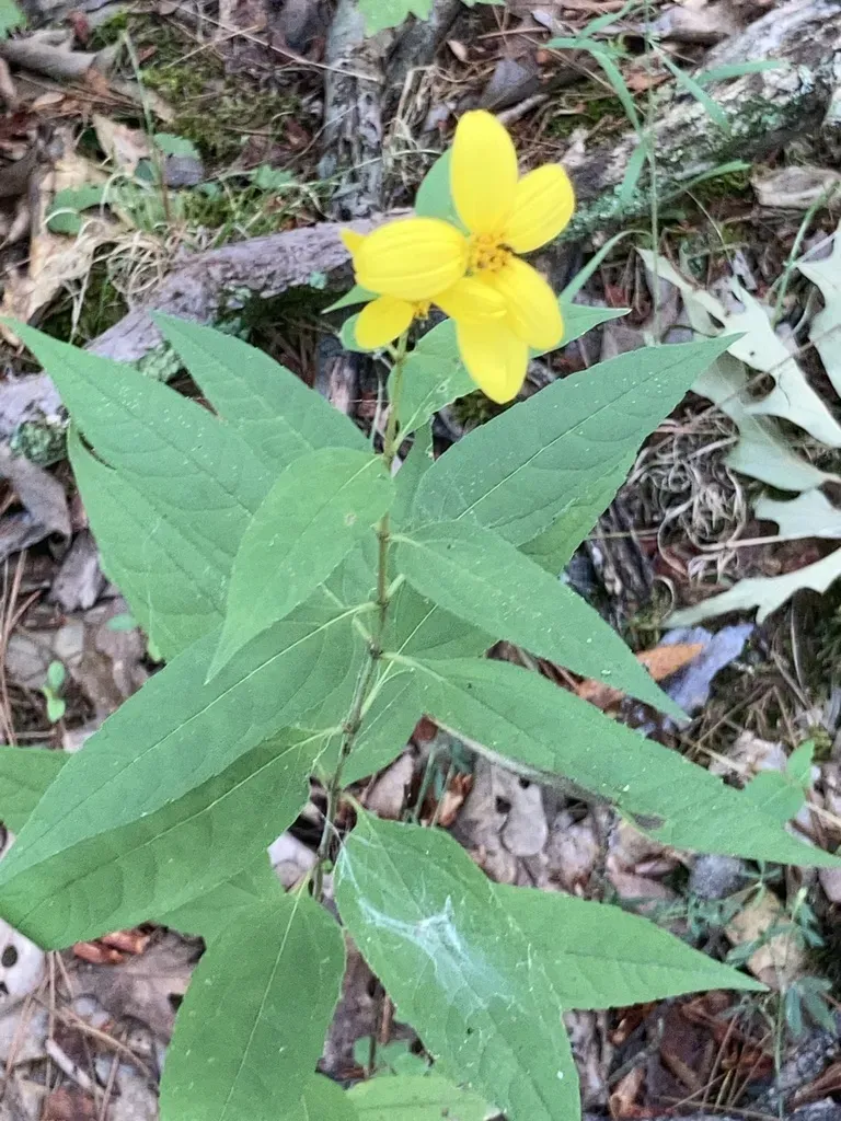 Small-headed Sunflower