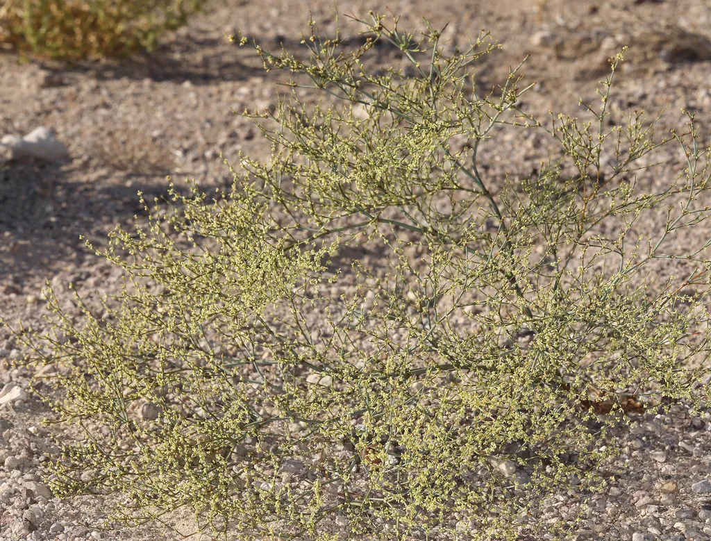 Short-flower Wild Buckwheat