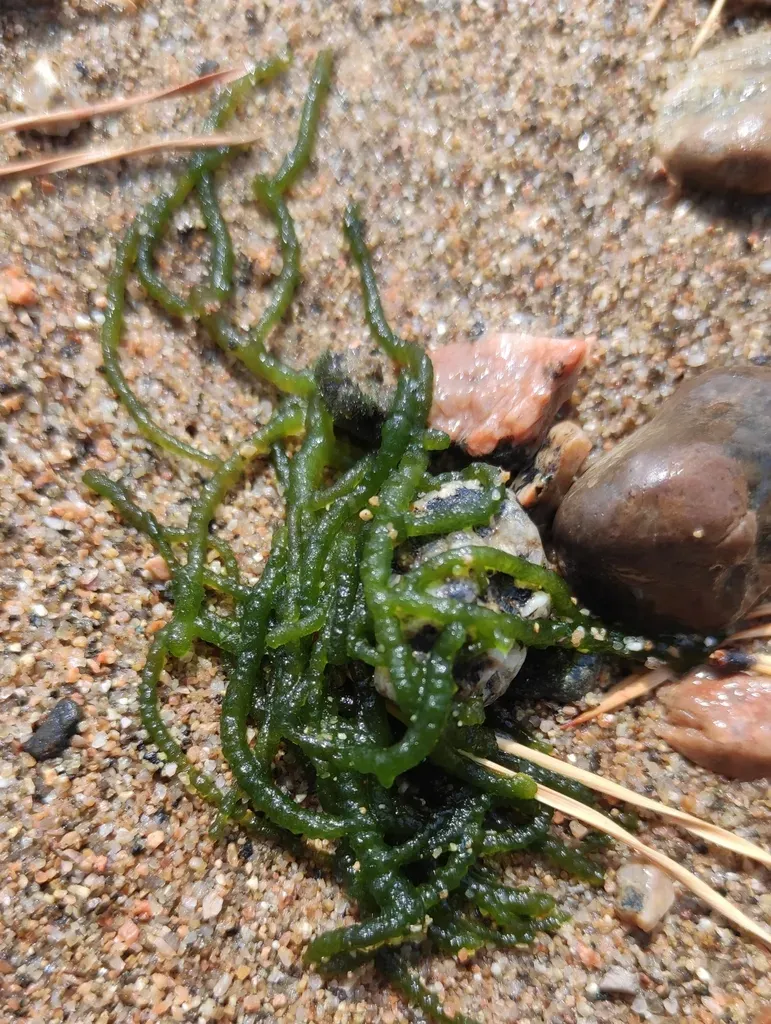 Draparnaldioides Baicalensis